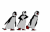 Dancing Penguins!