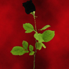 One Black Rose