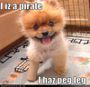 pirate puppy