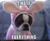 I hate everything...exc ept YOU!