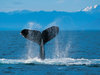 Go Whaling In The South Pacific