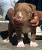 Pit Bull Puppy