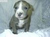 Blue Pit Bull Puppy