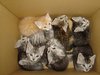 Cute as a box of kittens!!