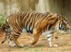 pet tiger