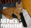 you are the protected pet!