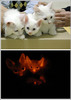 Glow in the dark kittens