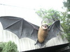 a giant bat!