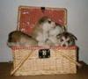 A basket of puppies