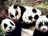 KISS Panda ARMY