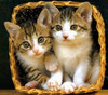 Kittens in a Basket