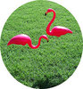 Yard Flamingoes