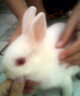 Pet the bunny!