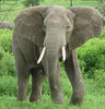 African Elephant