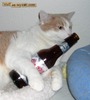 kitty beer