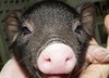 Other Piggy.Again not 4 eat!!