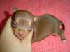 Choco--1 week old Tiny