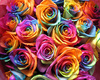 rainbow roses