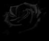 Rose in Black