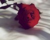 Lonely Rose