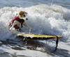 Pet Trick - Surfing