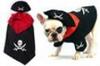 Puppy pirate costume