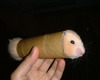 a hamster in a tube