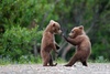 kungfu lessons.
