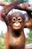 A Pet Orangutan