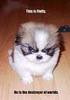 Cute Fluffy Anger