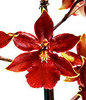 Wild Cat Orchid Plant