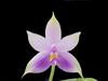 Violcoer Orchid