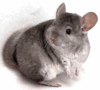 A Pet Chinchilla