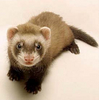 A Pet Ferret