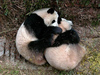 A panda hug