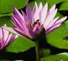 Your Lovely Day - Water Lily