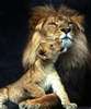 Lion around thinking of you!