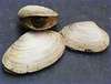 Here's a snack of clam for u!