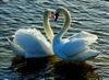 Swans for you