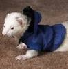 ferret outfit