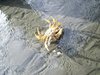 the safety of this little crab