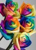 rainbow roses