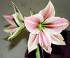 Star Flower 