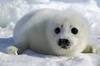 A Seal Pup Pet