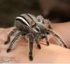 A Chip Spider Pet