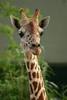 A Giraffe Pet