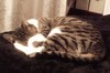 Sleeping cat