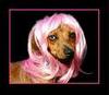 pink cat wig