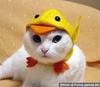 cute cat hat