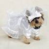 awww a dog s bridal dress